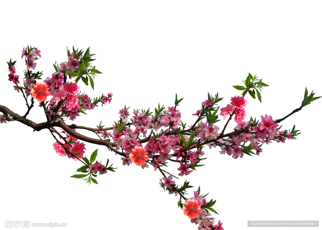 桃花春天PSD