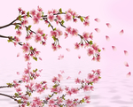 桃花春天PSD