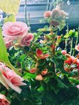 丽格海棠 丽格秋海棠 花卉 花
