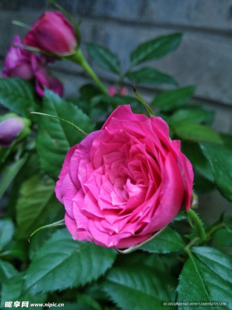花 月季 花卉 花朵 月月红