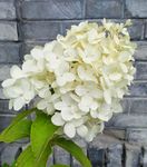 粉团花 绣球 绣球花 玉粉团