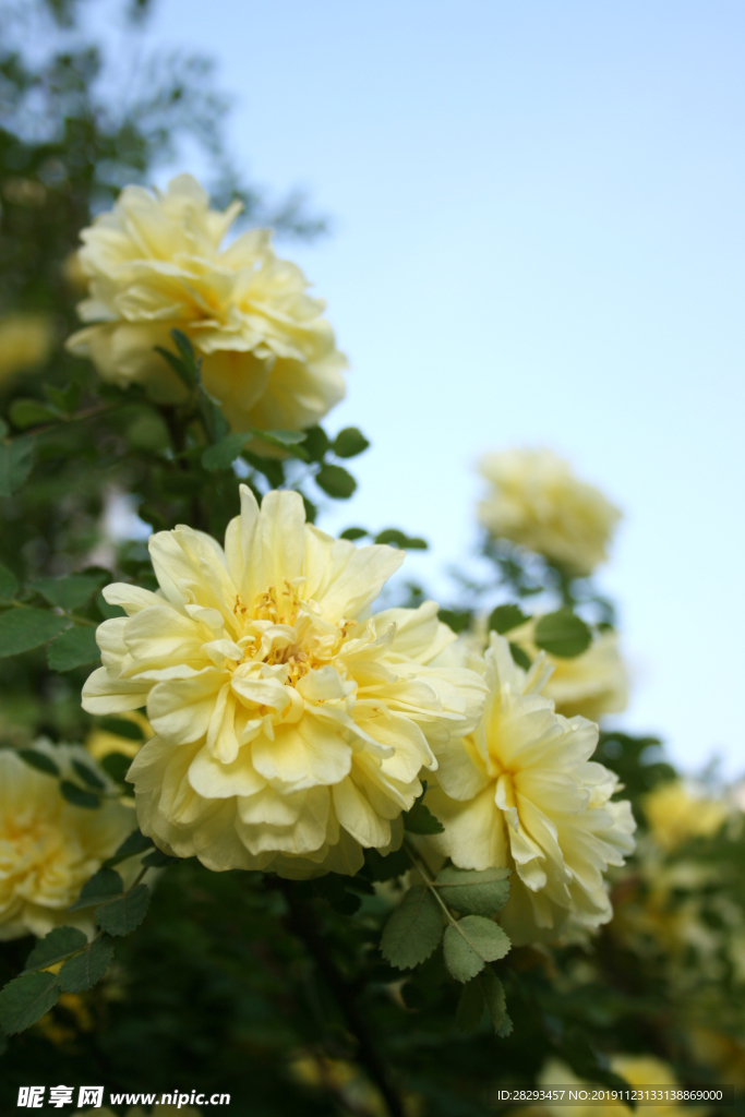 图片 素材 迎春花