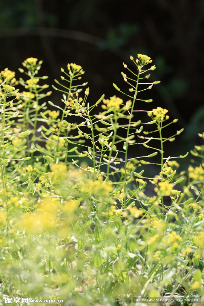 图片素材油菜花