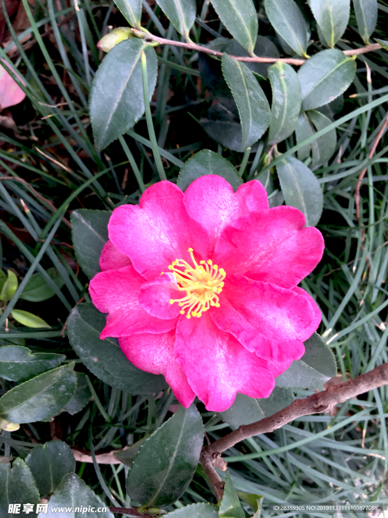 山茶花