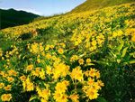 漫山遍野的黄花