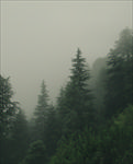 山林