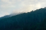 山林