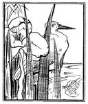 花纹