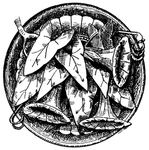 花纹