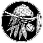 花纹