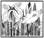 花纹