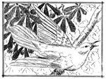 花纹