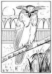 花纹