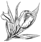 花纹