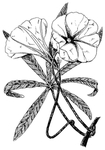 花纹
