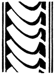 花纹