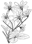 花纹