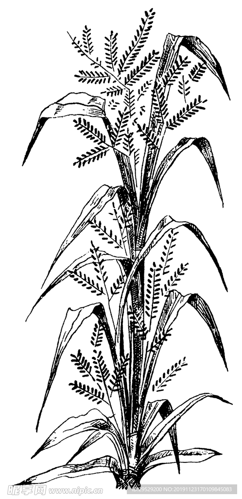 花纹