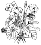 花纹