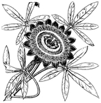 花纹