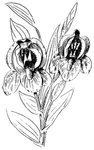 花纹