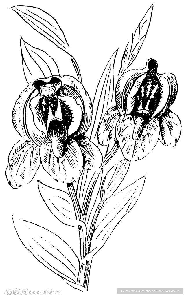 花纹