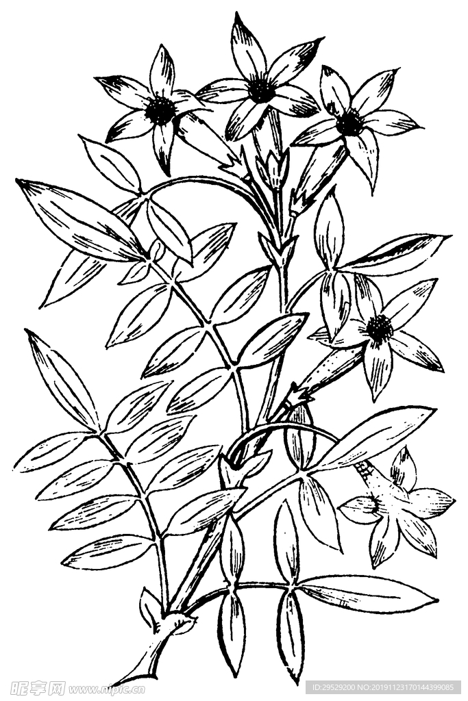 花纹