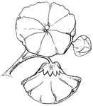 花边