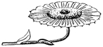 花边