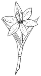 花边