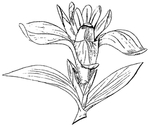花边