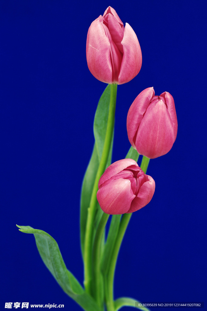 鲜花