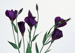 鲜花