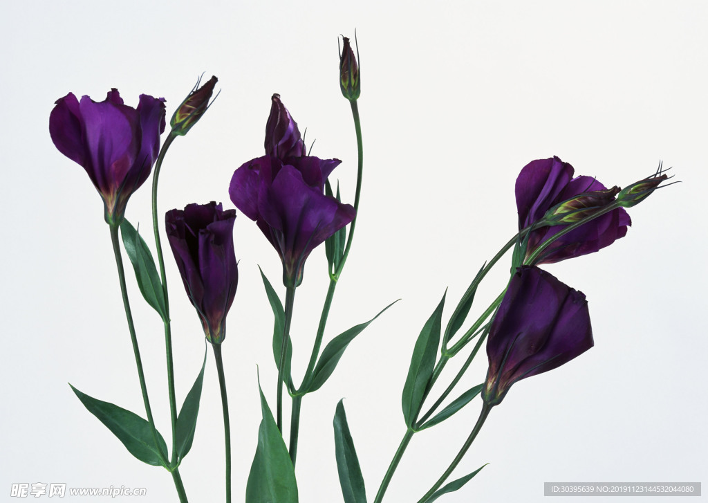 鲜花