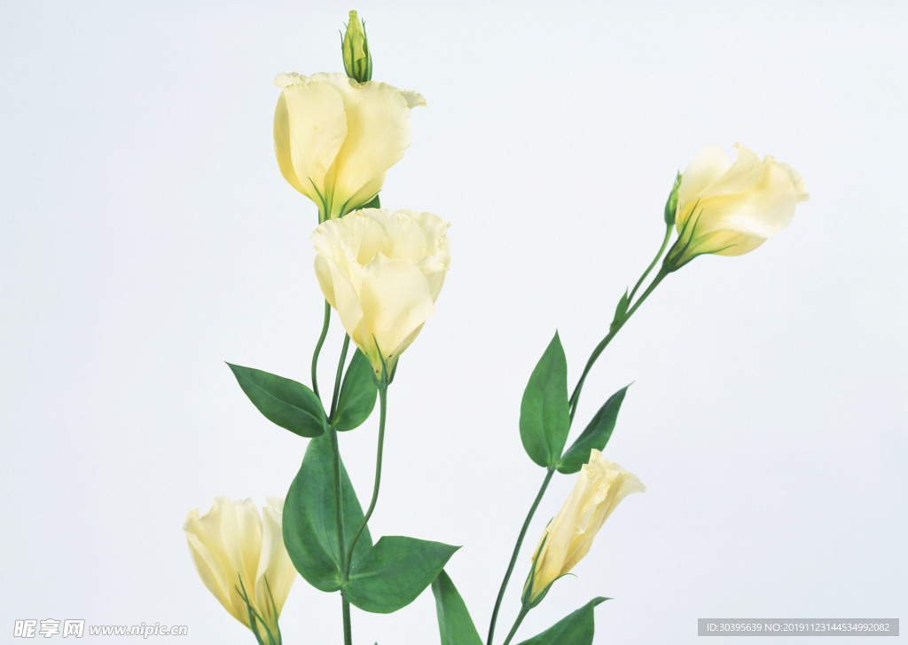 鲜花
