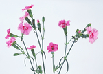 鲜花