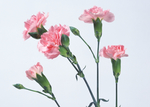 鲜花