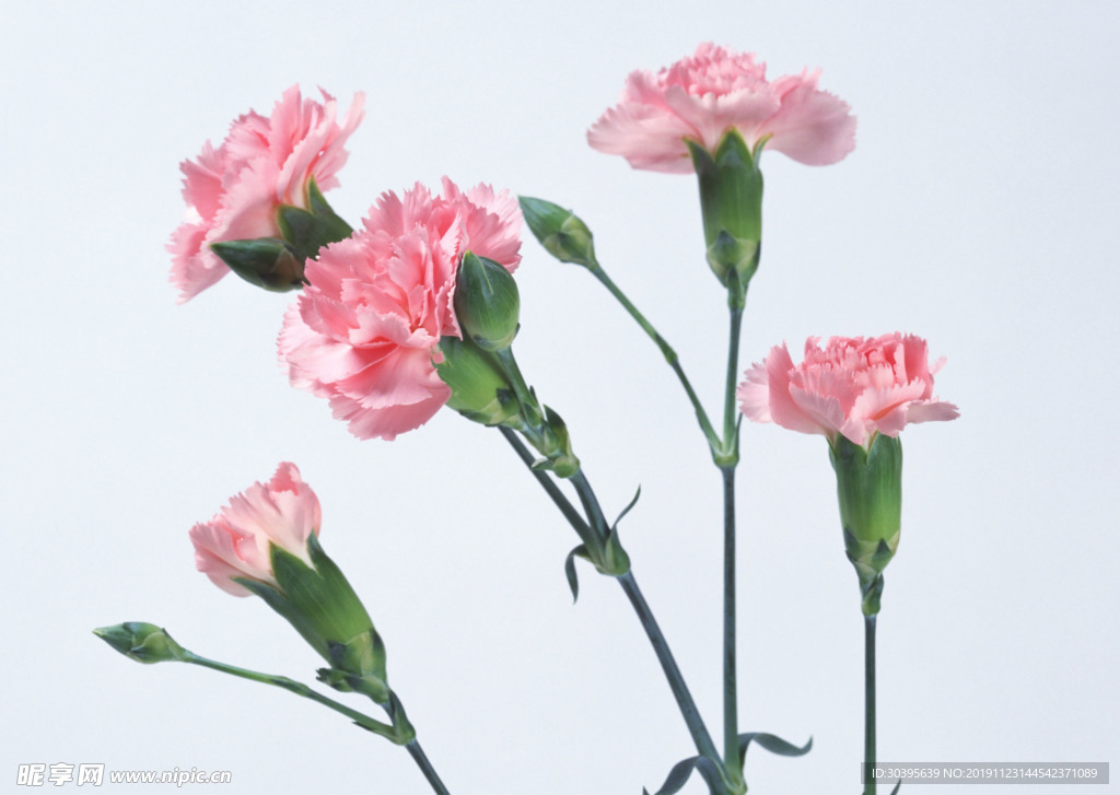鲜花