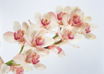 鲜花