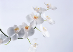 鲜花