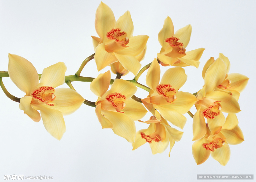 鲜花