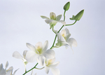 鲜花