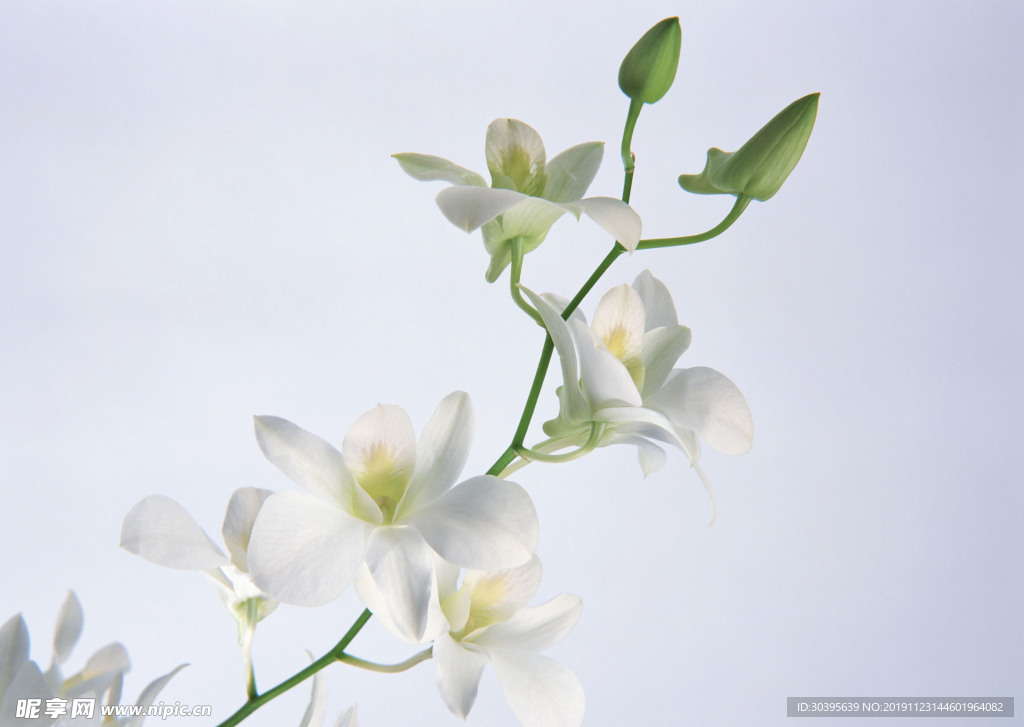 鲜花