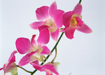 鲜花
