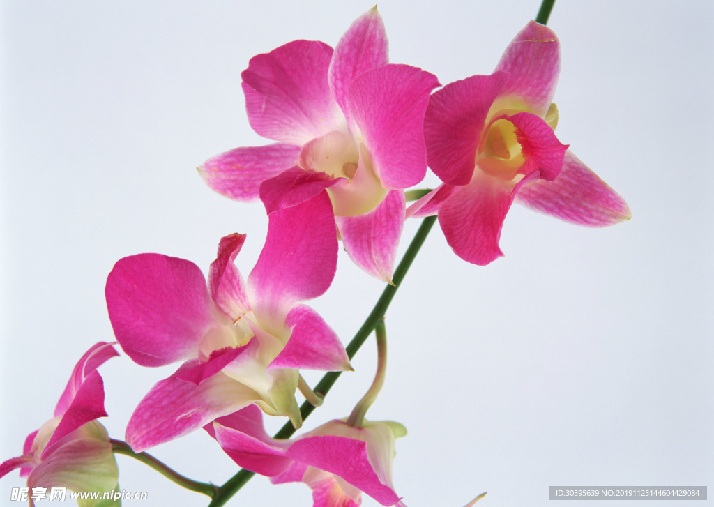 鲜花