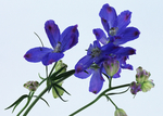 鲜花