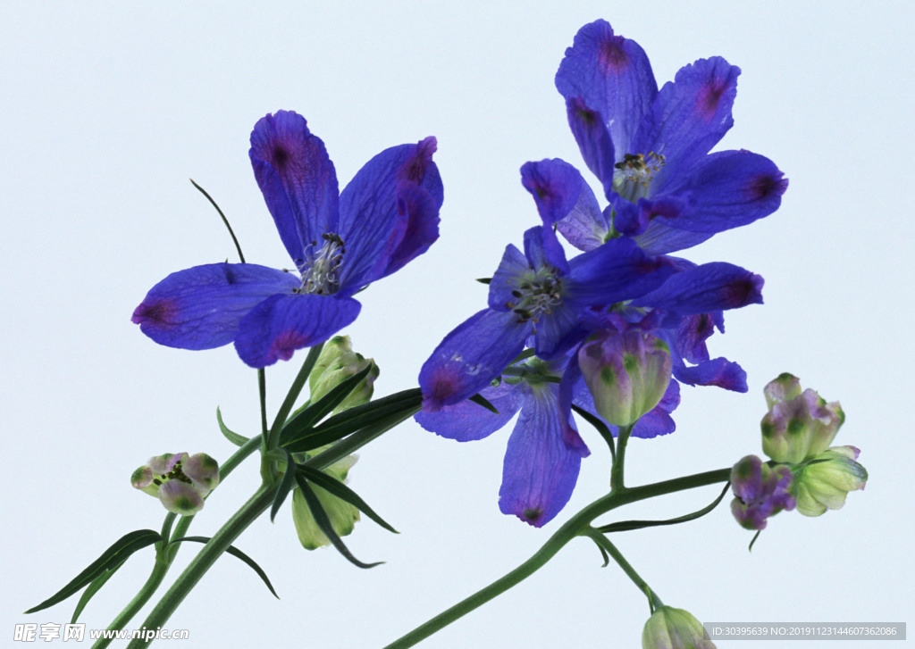 鲜花