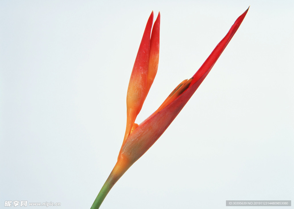 鲜花