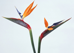 鲜花