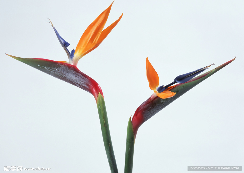 鲜花